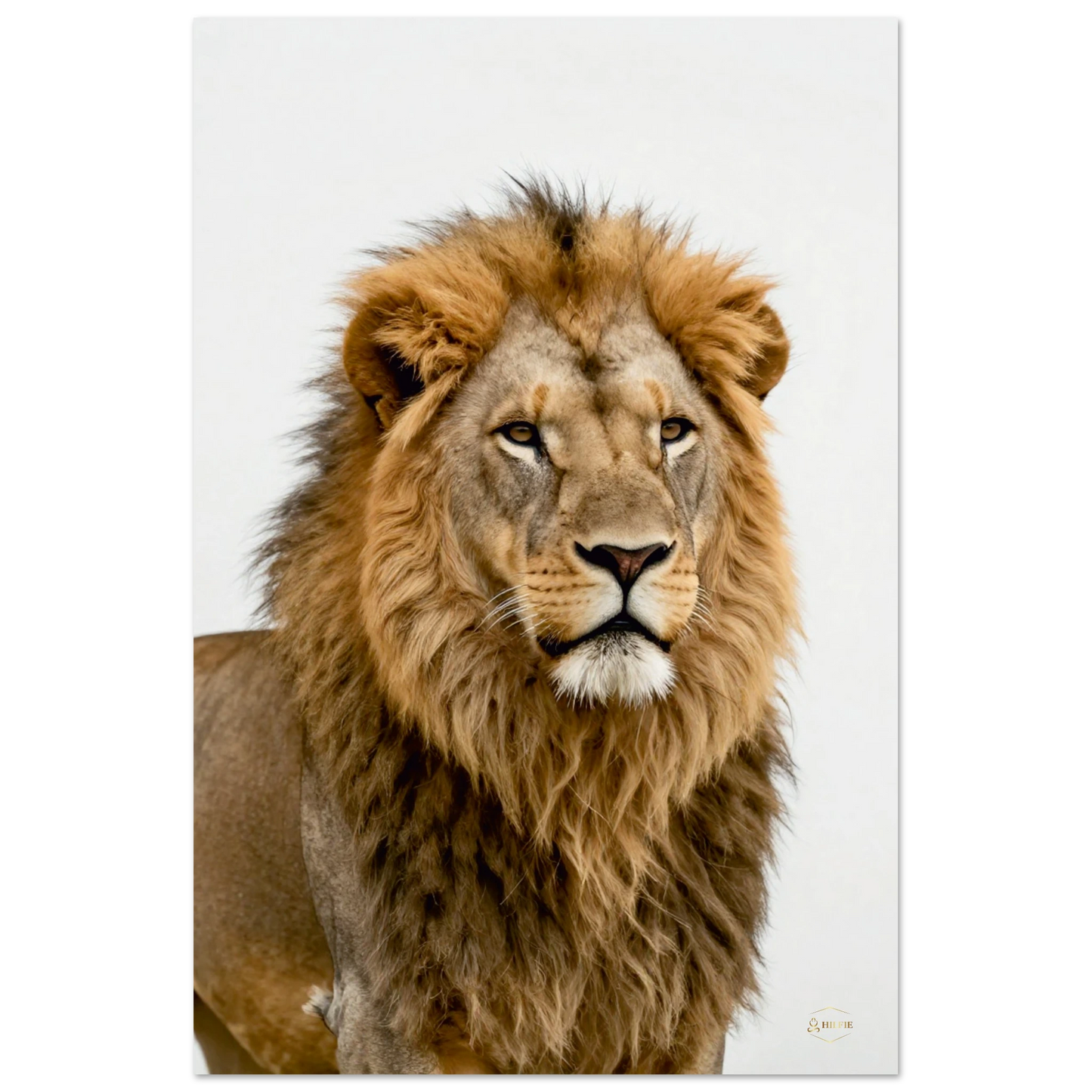 Leeuw aluminium print 60x90cm hoekfoto stoïcijnse leeuw wijsheid dibond premium wanddecoratie