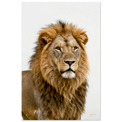 Leeuw aluminium print 60x90cm hoekfoto stoïcijnse leeuw wijsheid dibond premium wanddecoratie